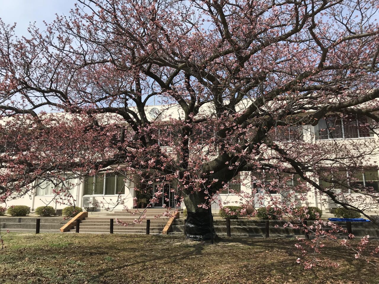 画像を等倍で表示します 画像