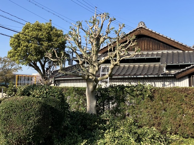 IMG_1576 - コピー