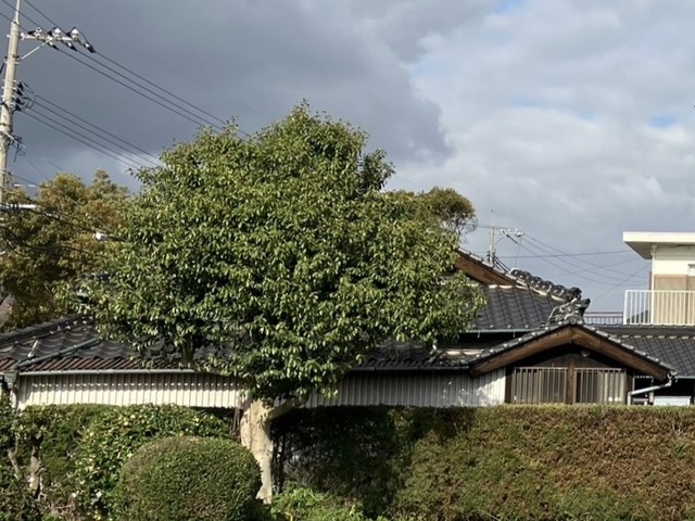 IMG_1532 - コピー