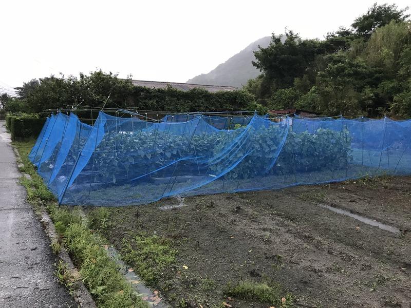 画像を等倍で表示します 画像