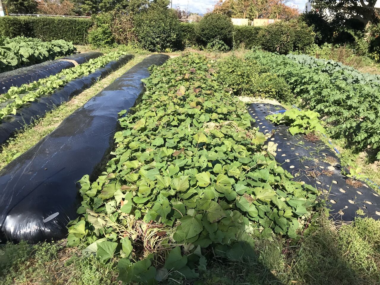 最近の畑の様子 サツマイモ収穫 向島ポンポコ日記