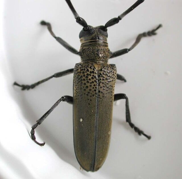 kuwa9934oosumi.jpg