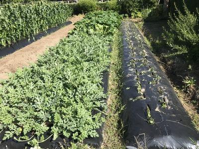 画像を等倍で表示します 画像