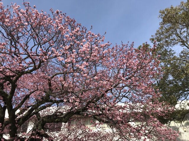 IMG_1908.JPEG