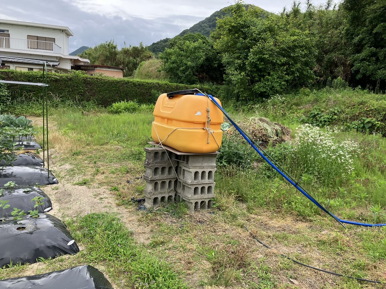 水やり用貯水タンク設置、夏キャベツ初収穫 : 向島ポンポコ日記