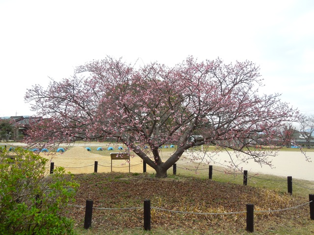 DSCN8460
