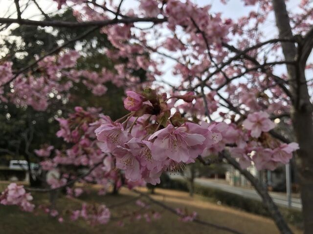 IMG_6078.JPEG