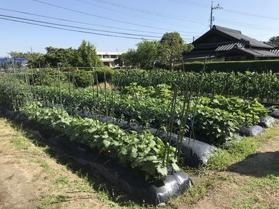 画像を等倍で表示します 画像