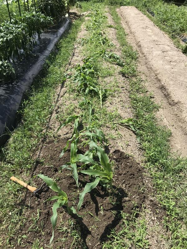 画像を等倍で表示します 画像