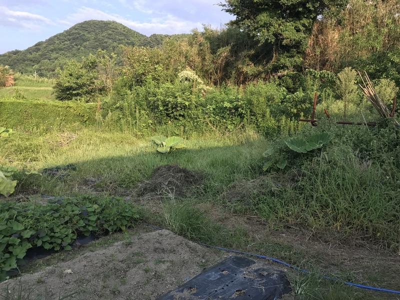 画像を等倍で表示します 画像