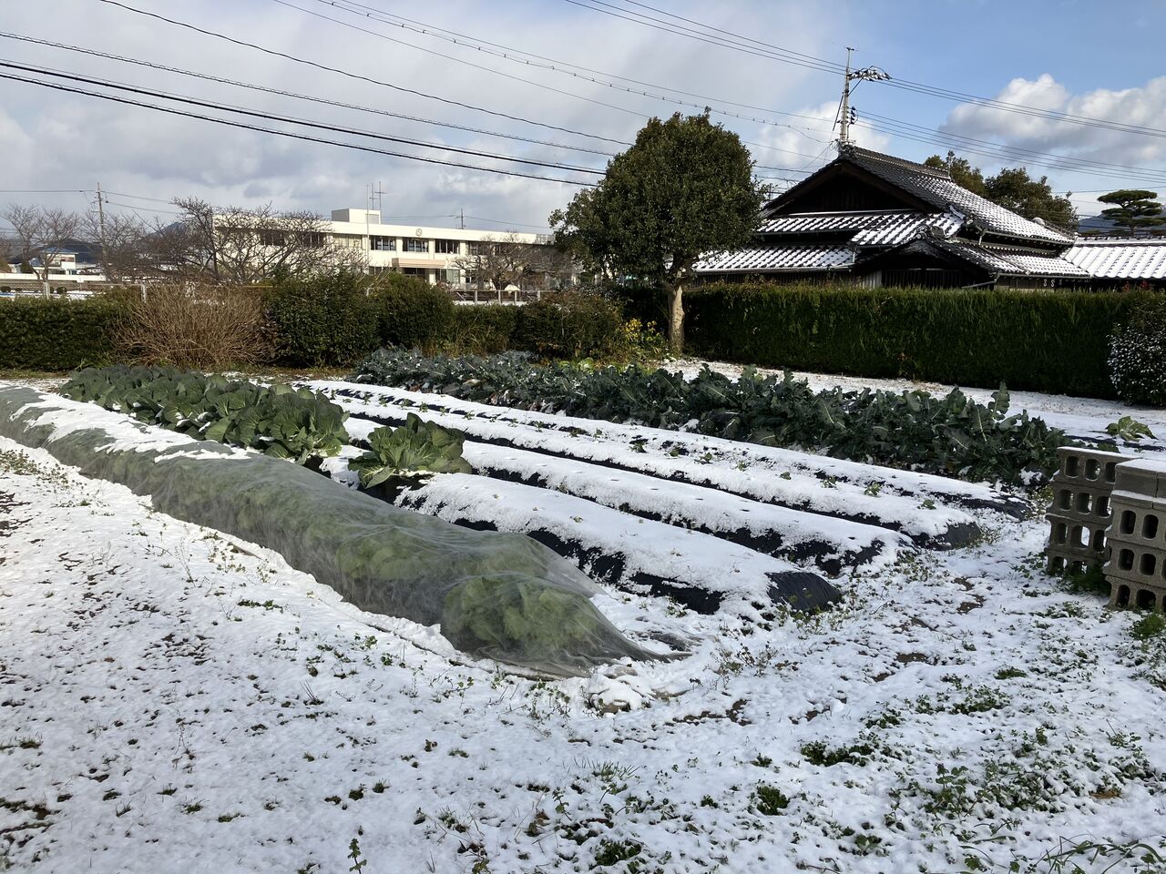 雪畑 雪が積もった畑の様子、蛇口凍結対策、黒霧島 : 向島ポンポコ日記