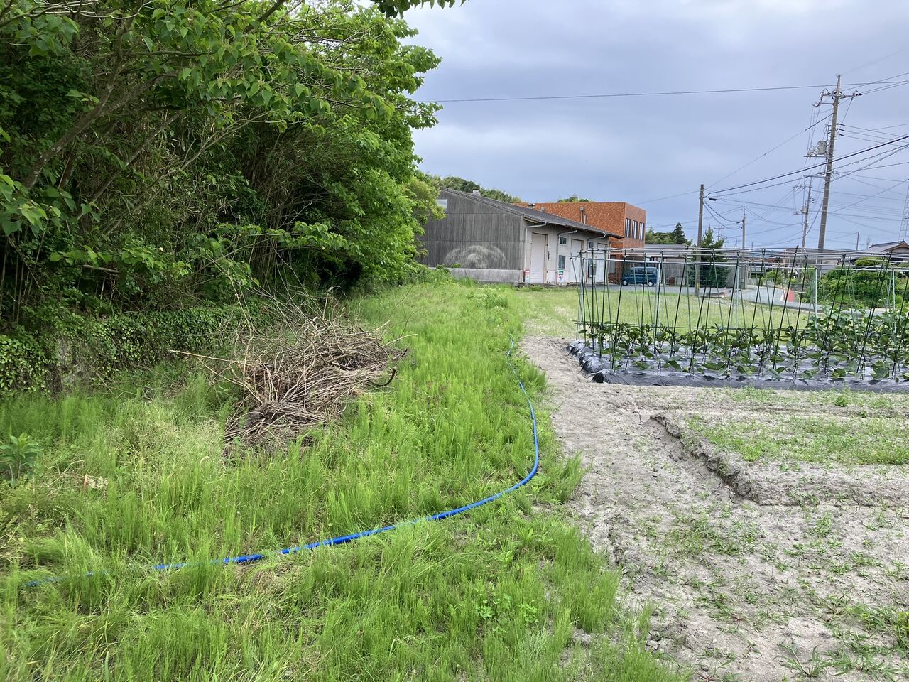 水やり用貯水タンク設置、夏キャベツ初収穫 : 向島ポンポコ日記 水やり用貯水タンク設置、夏キャベツ初収穫 : 向島ポンポコ日記