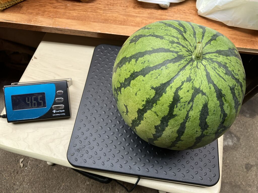 野菜園芸大百科　5　スイカ・カボチャ 野菜園芸大百科（5）スイカ・カボチャ 第2版