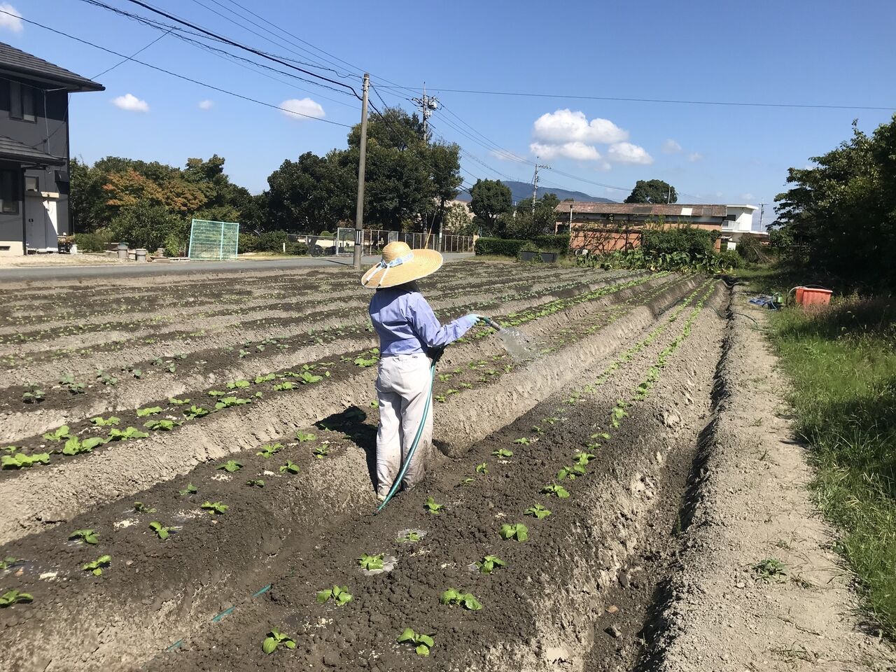 水やり用ホースを太くしました 向島ポンポコ日記 水やり用ホースを太くしました 向島ポンポコ日記