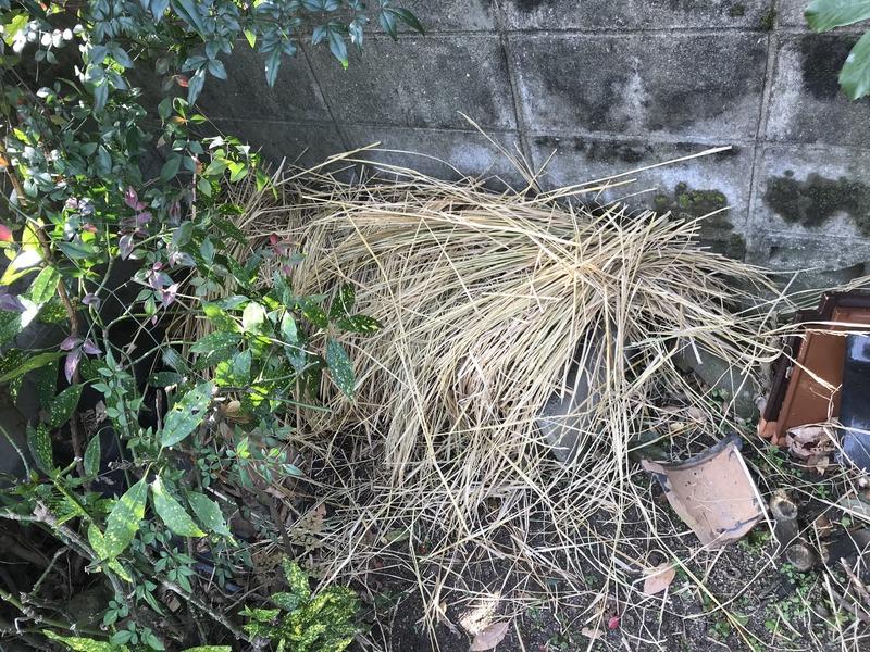 画像を等倍で表示します 画像