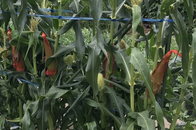 IMG_9138 - コピー.jpg