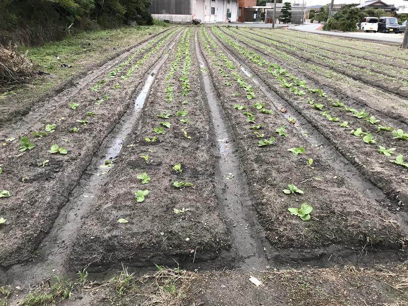 画像を等倍で表示します 画像