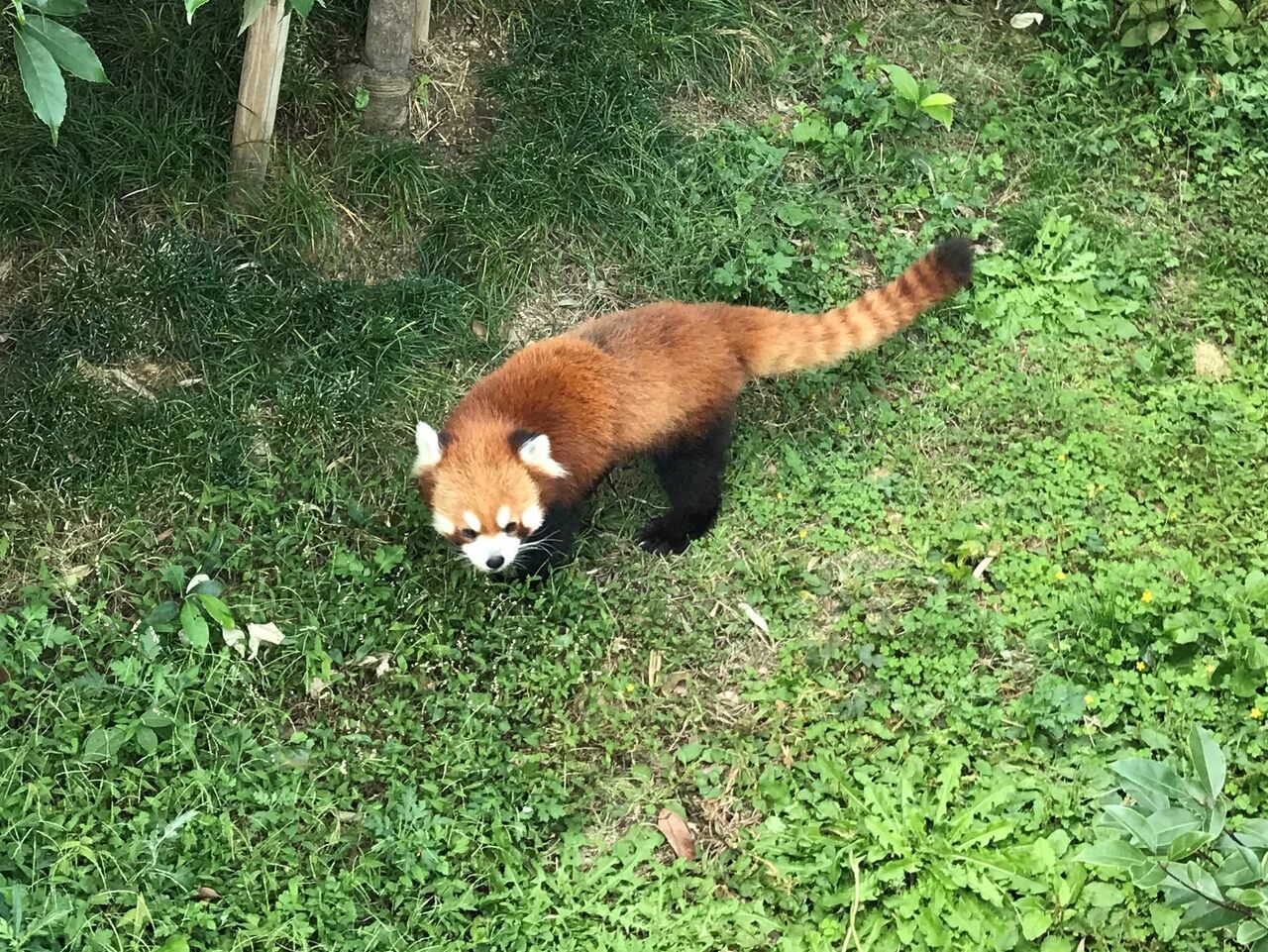 徳山動物園 向島ポンポコ日記