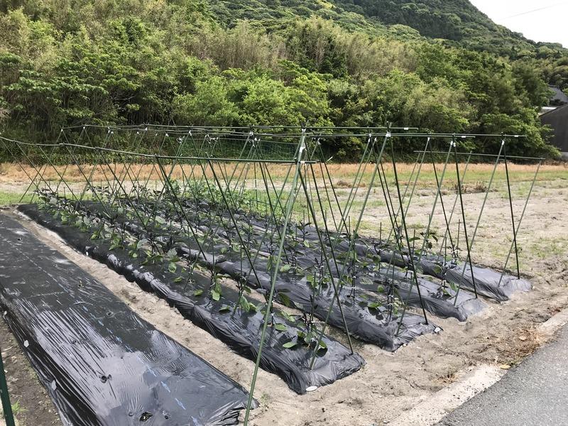 ナス　V字支柱　50組+4本 4401 ナス支柱V字仕立て完成❗️ | 開晃パパ日記 ～ナースマン兼業農家～