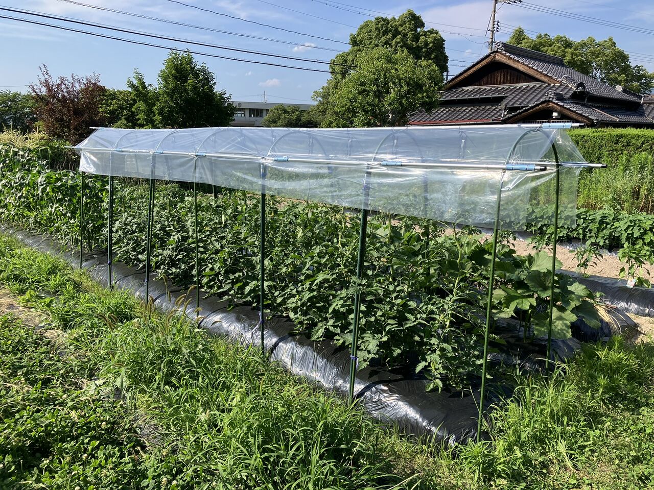 貯水タンク設置、トマト雨除け : 向島ポンポコ日記