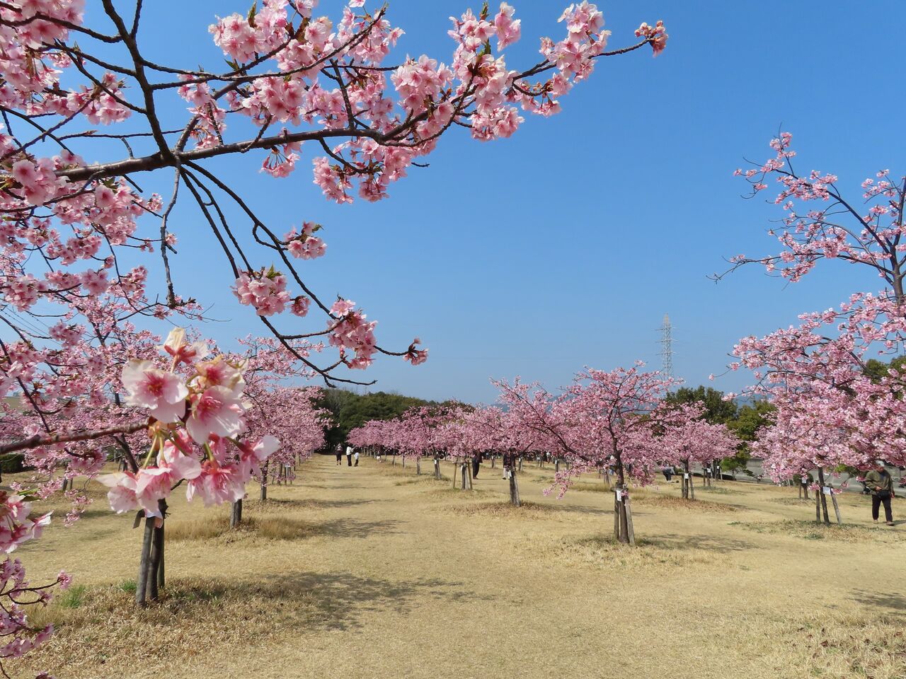 防府市新築地緑地の河津桜開花状況 2023年 : 向島ポンポコ日記 防府市新築地緑地の河津桜開花状況 2023年 : 向島ポンポコ日記