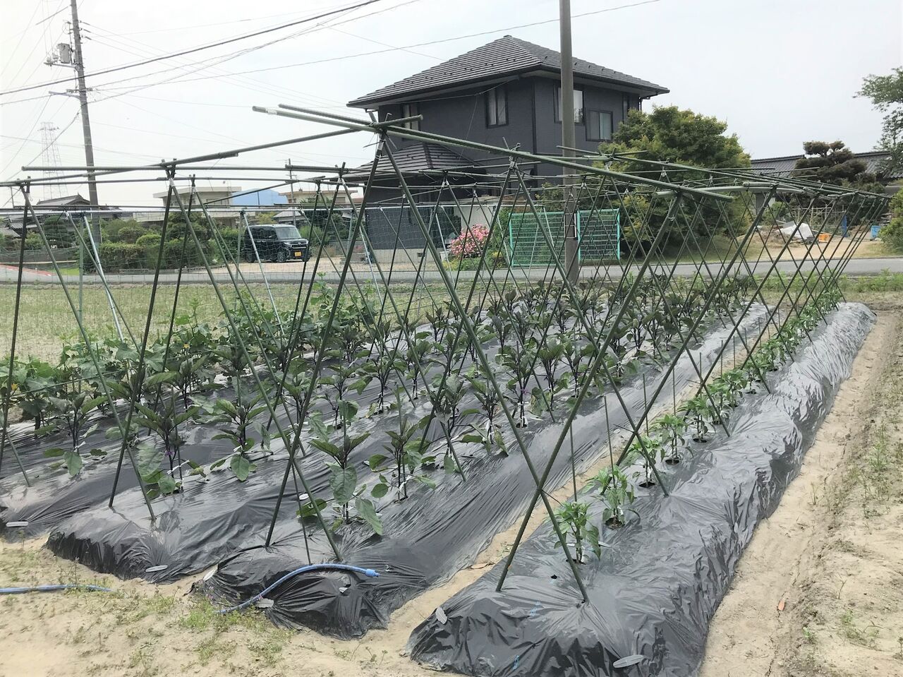 ナスの支柱設置 : 向島ポンポコ日記