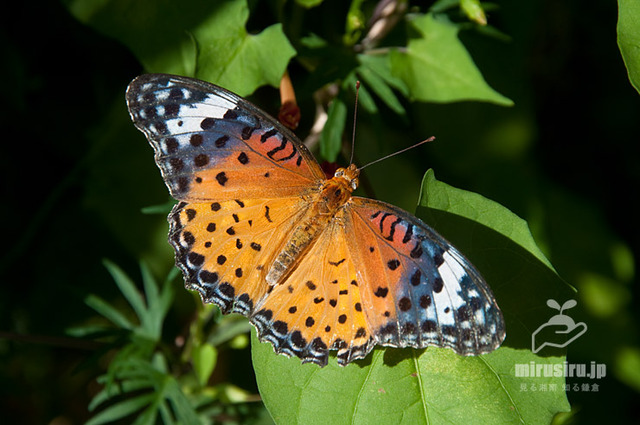 dsc_20200906392807