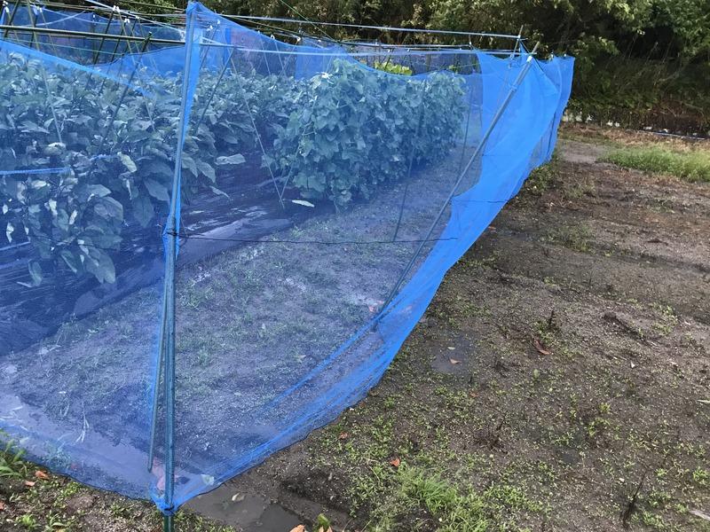 画像を等倍で表示します 画像