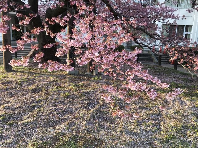 IMG_2135.JPEG