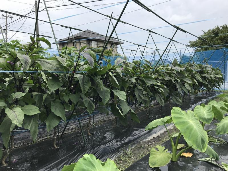 画像を等倍で表示します 画像