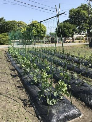 キュウリ ナス ピーマン トマト ゴーヤの支柱を立てました 向島ポンポコ日記