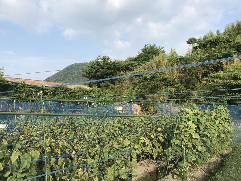 画像を等倍で表示します 画像