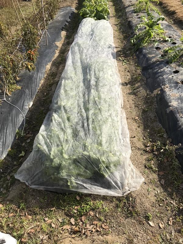 画像を等倍で表示します 画像