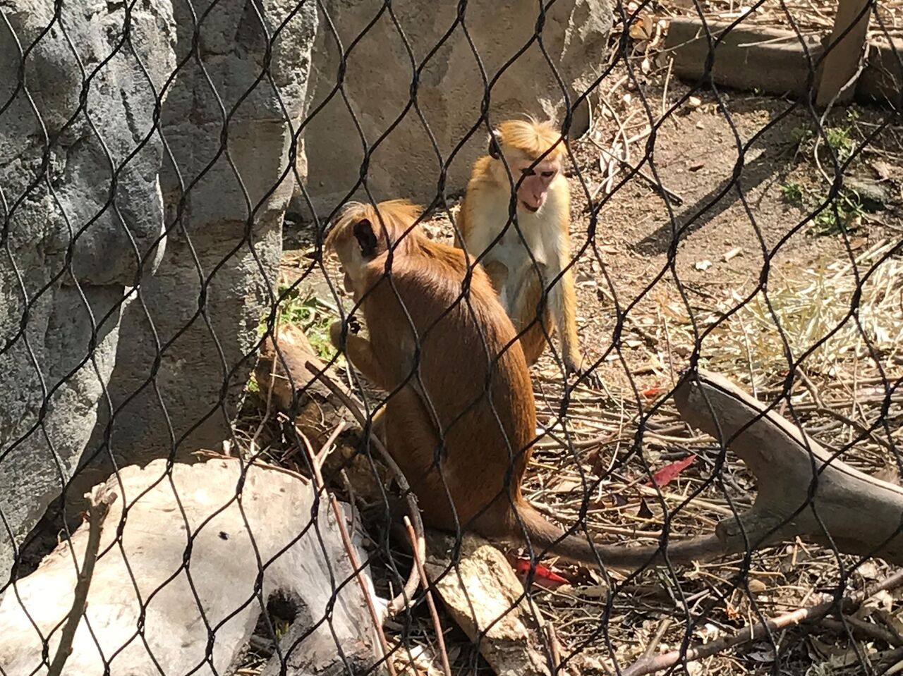 ときわ動物園に行ってきました : 向島ポンポコ日記