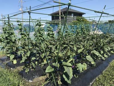 画像を等倍で表示します 画像