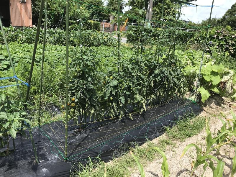 画像を等倍で表示します 画像