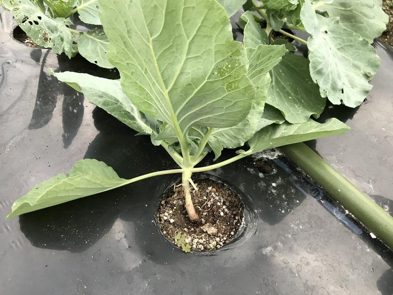 画像を等倍で表示します 画像