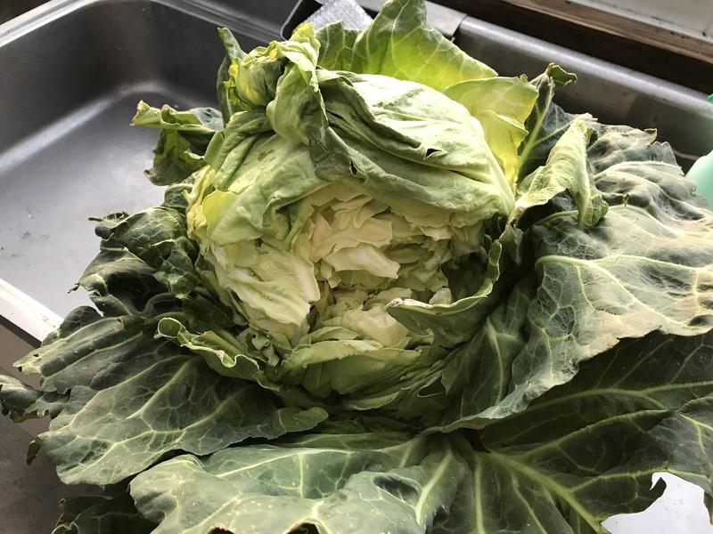 画像を等倍で表示します 画像