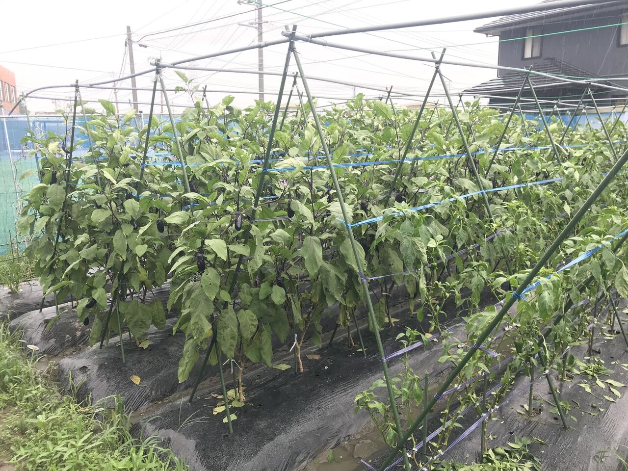 最近の畑の様子 大雨影響 トマトが裂果 向島ポンポコ日記
