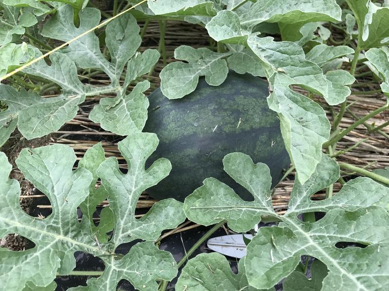 画像を等倍で表示します 画像