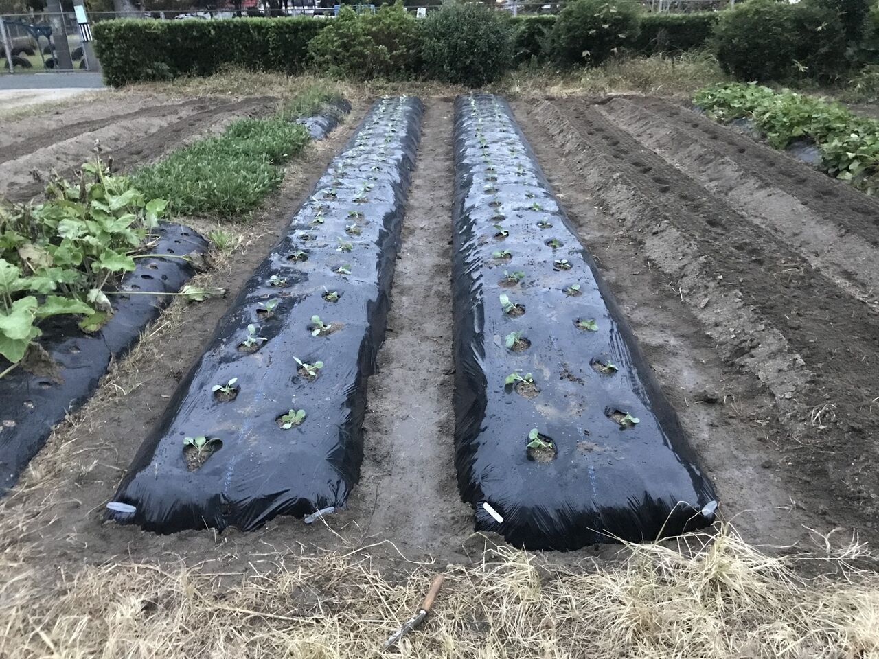 ジャガイモ、キャベツ、ブロッコリーを植付けました : 向島