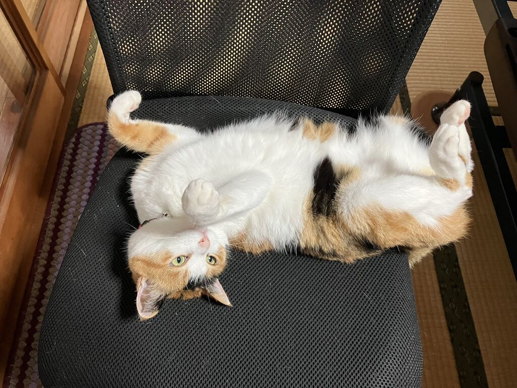 三毛猫 花ちゃん 3歳になりました : 向島ポンポコ日記