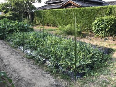 画像を等倍で表示します 画像