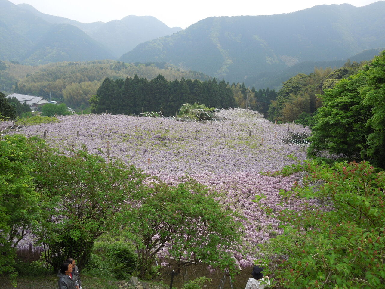 画像を等倍で表示します 画像