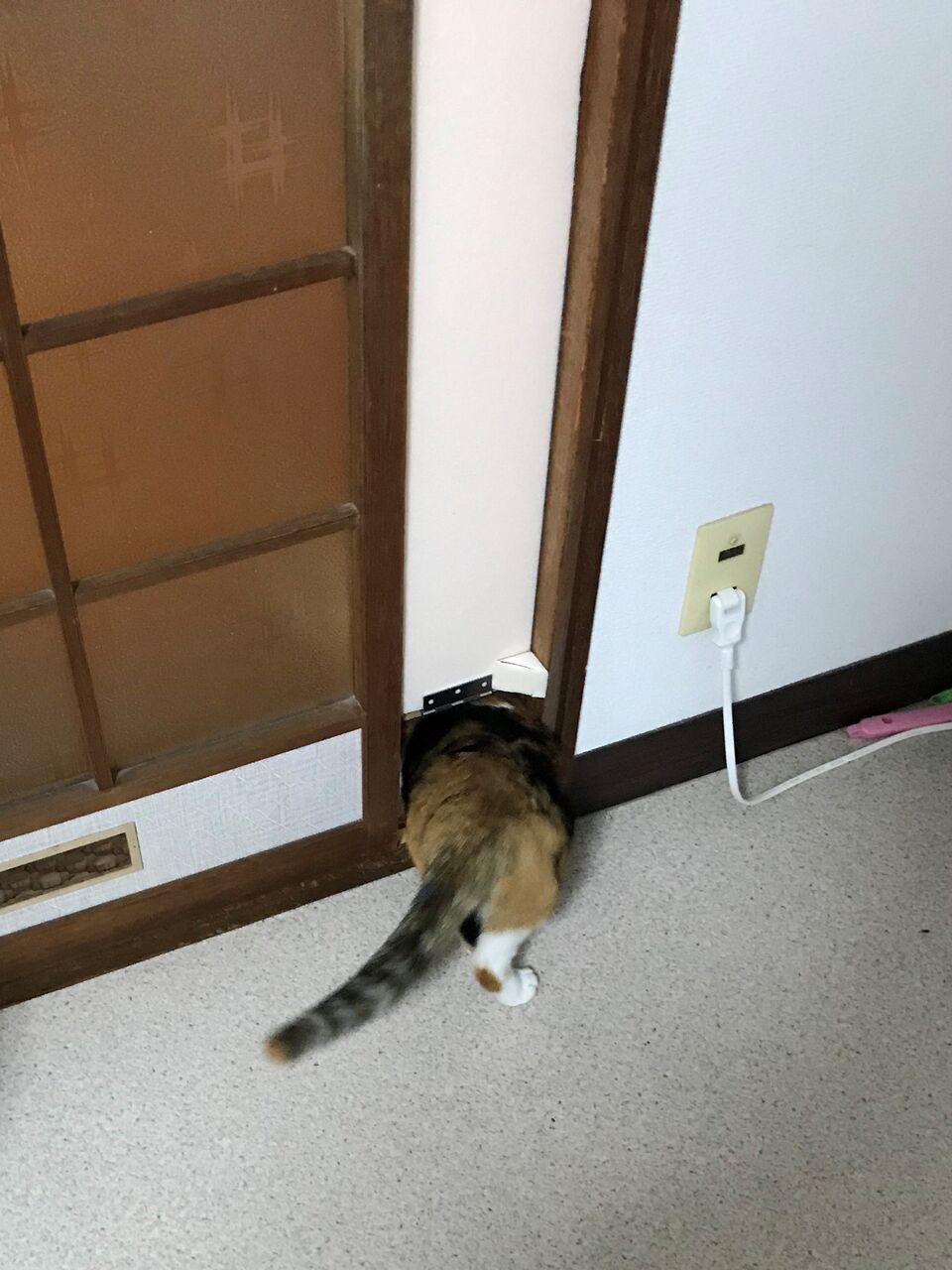 最近の花ちゃん 出入口増設 ビオフェルミン 向島ポンポコ日記