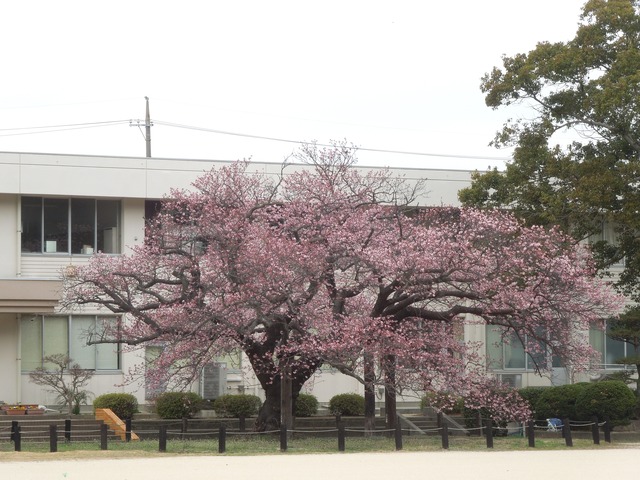 DSCN8462