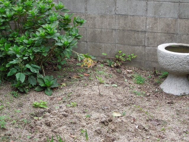 DSCN0051.JPG