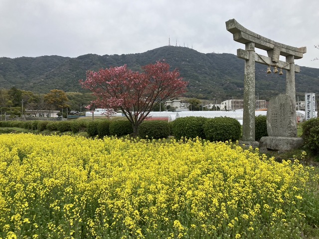 S__33136664
