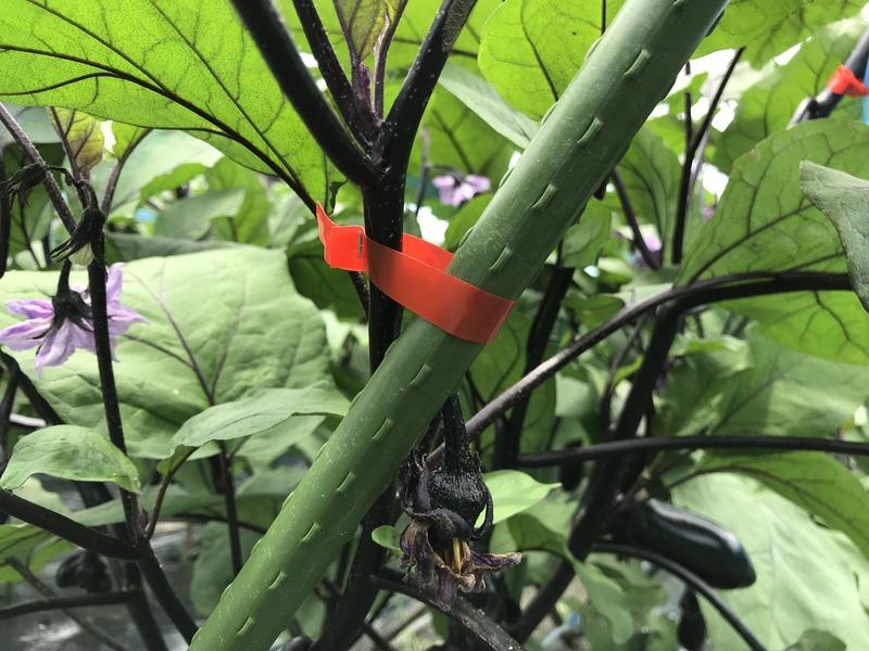 画像を等倍で表示します 画像