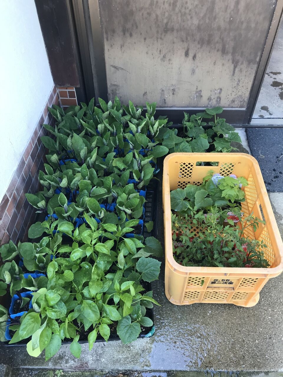 夏野菜苗 岸本園芸は販売してないのでjaで購入 向島ポンポコ日記